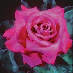 Plum Crazy — Emerald, VIC — Emerald Gardens Nursery