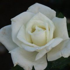 Polarstern — Emerald, VIC — Emerald Gardens Nursery