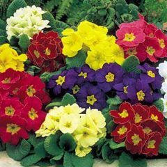Polyanthus — Emerald, VIC — Emerald Gardens Nursery