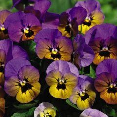 Potted Colour — Emerald, VIC — Emerald Gardens Nursery