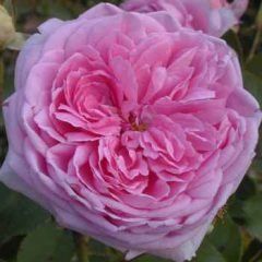 Potter and Moore — Emerald, VIC — Emerald Gardens Nursery