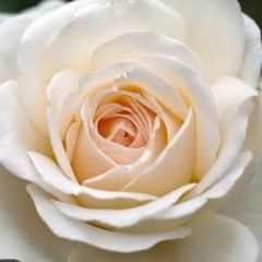 Precious Michelle — Emerald, VIC — Emerald Gardens Nursery