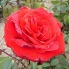 Precious Platinum — Emerald, VIC — Emerald Gardens Nursery