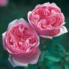 Pretty Jessika — Emerald, VIC — Emerald Gardens Nursery