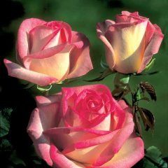 Princess de Monaco — Emerald, VIC — Emerald Gardens Nursery