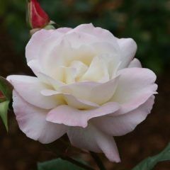 Pristine — Emerald, VIC — Emerald Gardens Nursery