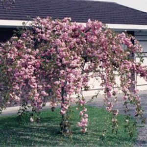 Prunus ‘Cheal’s Weeping Cherry’ — Emerald, VIC — Emerald Gardens Nursery