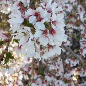 Weeping Cherry — Emerald, VIC — Emerald Gardens Nursery