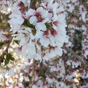 Prunus ‘Falling Snow’ — Emerald, VIC — Emerald Gardens Nursery