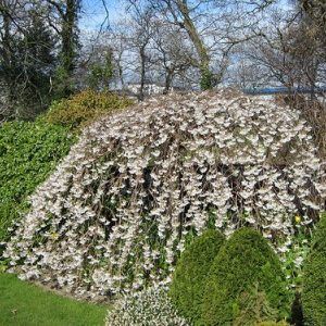 Prunus ‘White Weeping Cherry’ — Emerald, VIC — Emerald Gardens Nursery