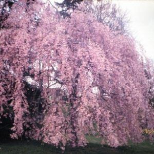 Prunus ‘Pink Weeping Cherry’ — Emerald, VIC — Emerald Gardens Nursery