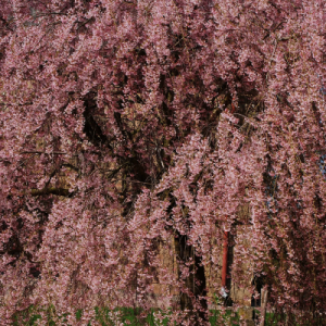 Prunus (Weeping Cherry) — Emerald, VIC — Emerald Gardens Nursery