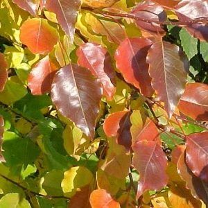 Pyrus ‘Manchurian Pear’ — Emerald, VIC — Emerald Gardens Nursery