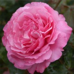 Queen Adelaide — Emerald, VIC — Emerald Gardens Nursery