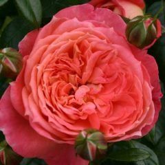 Queen of Hearts — Emerald, VIC — Emerald Gardens Nursery