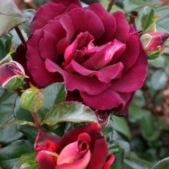 R.S.L. Rose — Emerald, VIC — Emerald Gardens Nursery