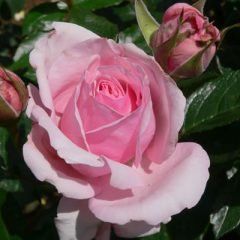 Radox Bouquet — Emerald, VIC — Emerald Gardens Nursery