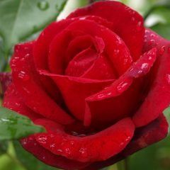 Red Cross — Emerald, VIC — Emerald Gardens Nursery