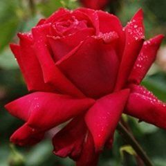 Red Devil — Emerald, VIC — Emerald Gardens Nursery