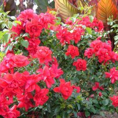 Red Flower Carpet Rose — Emerald, VIC — Emerald Gardens Nursery