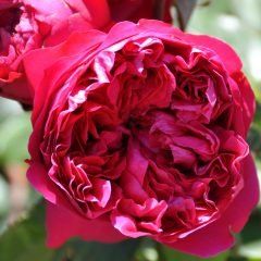 Red Pierre de Ronsard — Emerald, VIC — Emerald Gardens Nursery