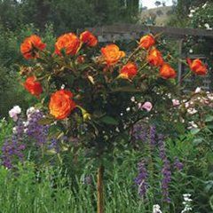 Remember Me — Emerald, VIC — Emerald Gardens Nursery