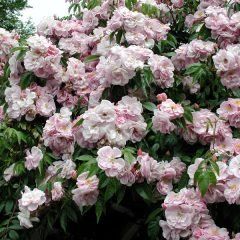 Renae Climbing Rose — Emerald, VIC — Emerald Gardens Nursery