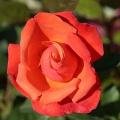 Royal Dane — Emerald, VIC — Emerald Gardens Nursery