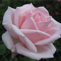 Royal Highness — Emerald, VIC — Emerald Gardens Nursery