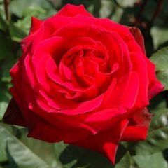 Ruby — Emerald, VIC — Emerald Gardens Nursery