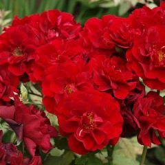 Ruby Celebration — Emerald, VIC — Emerald Gardens Nursery