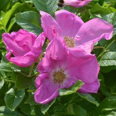 Rugosa Scabrosa — Emerald, VIC — Emerald Gardens Nursery