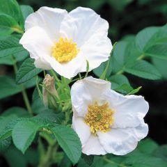 Rugosa Alba — Emerald, VIC — Emerald Gardens Nursery