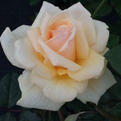 Rustica — Emerald, VIC — Emerald Gardens Nursery