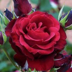 Samantha — Emerald, VIC — Emerald Gardens Nursery