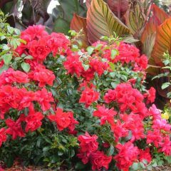 Scarlet Flower Carpet Rose — Emerald, VIC — Emerald Gardens Nursery
