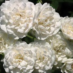 Seafoam Climbing Rose — Emerald, VIC — Emerald Gardens Nursery