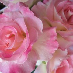 Seduction — Emerald, VIC — Emerald Gardens Nursery