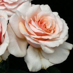 Shirley's Rose — Emerald, VIC — Emerald Gardens Nursery