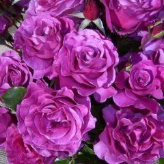 Shocking Blue — Emerald, VIC — Emerald Gardens Nursery