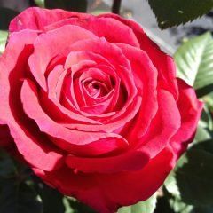 Sir Donald Bradman — Emerald, VIC — Emerald Gardens Nursery