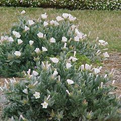 Small Shrubs — Emerald, VIC — Emerald Gardens Nursery