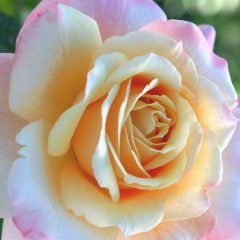 Smooth Angel — Emerald, VIC — Emerald Gardens Nursery