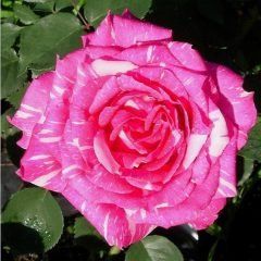 Smooth Ballerina — Emerald, VIC — Emerald Gardens Nursery