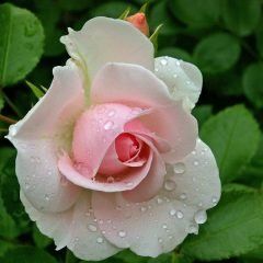 Smooth Delight — Emerald, VIC — Emerald Gardens Nursery