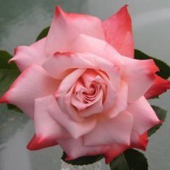 Smooth Destiny — Emerald, VIC — Emerald Gardens Nursery