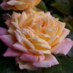 Smooth Friendship — Emerald, VIC — Emerald Gardens Nursery