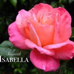 Smooth Isabella — Emerald, VIC — Emerald Gardens Nursery