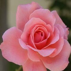 Smooth Lady — Emerald, VIC — Emerald Gardens Nursery