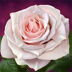 Smooth Nonnas Love — Emerald, VIC — Emerald Gardens Nursery